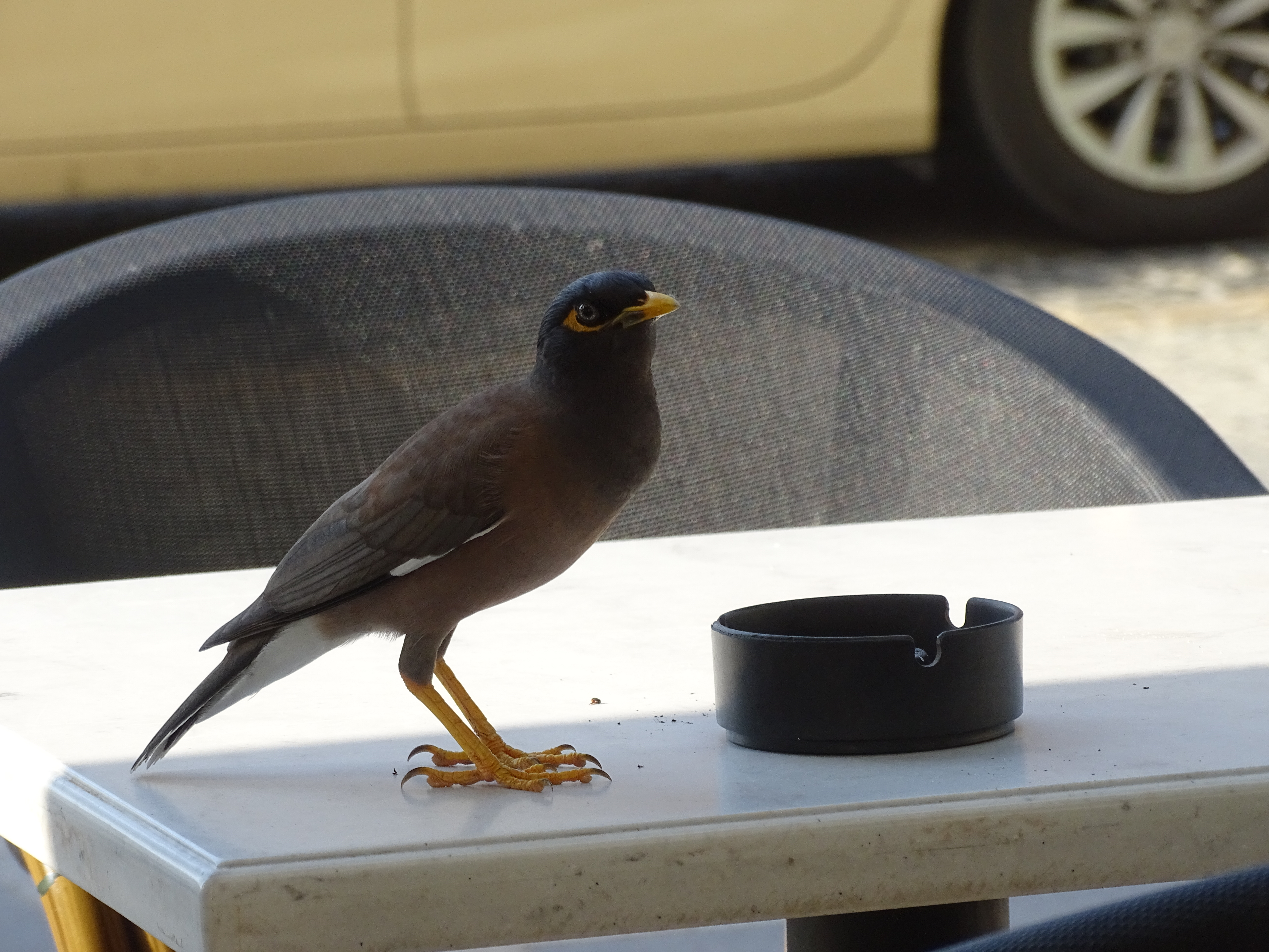 Vogel zu Besuch bei unserer Kaffeepause